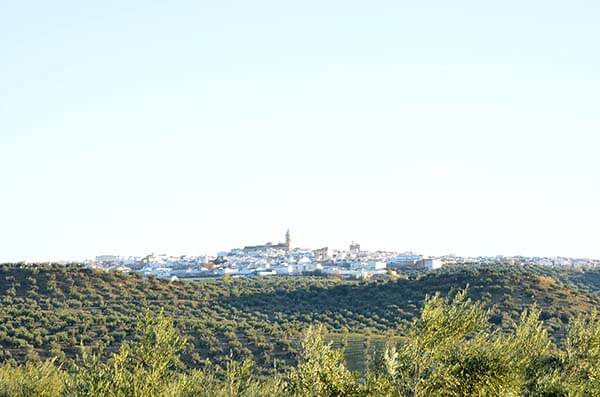 olive fields in Jaén