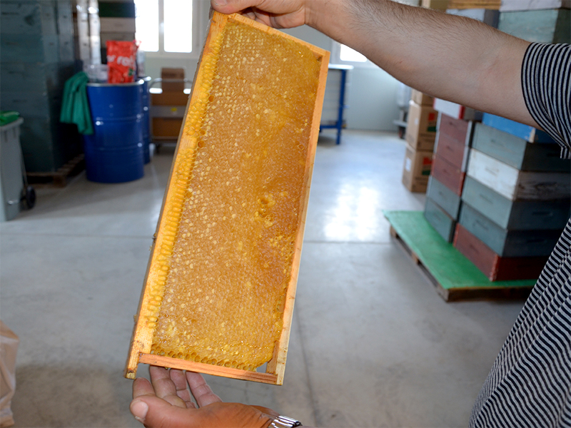 honeycomb of beewax