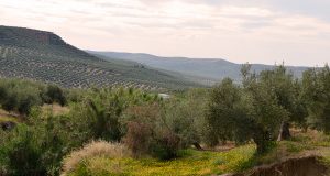 campo de olivos
