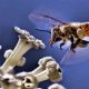 Polen recolectado por una abeja