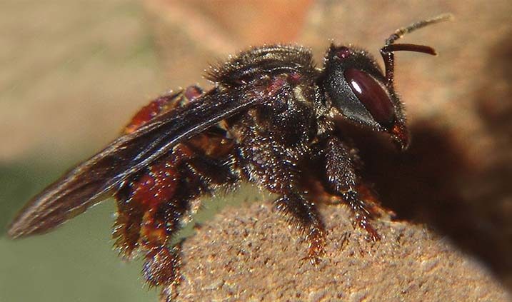 abeja recolectando polen