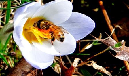abeja recolectando polen