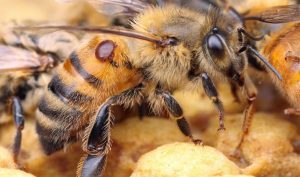 abeja con varroa
