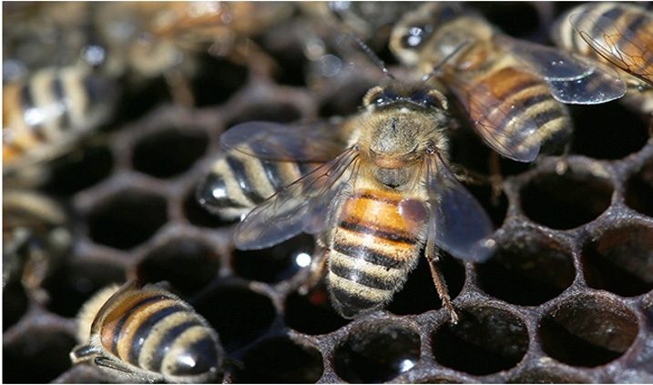 abejas en una colmena