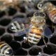 abejas en una colmena