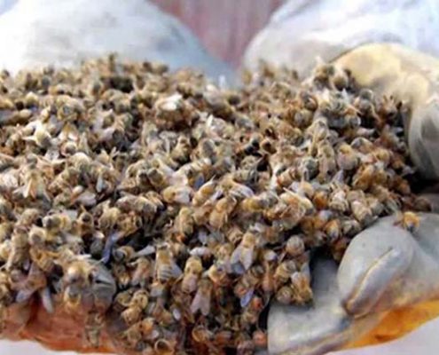 abejas uno de los animales en extinción