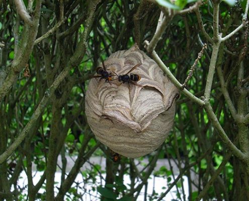 Asian wasp nest