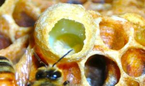 abeja alimentando a una cría