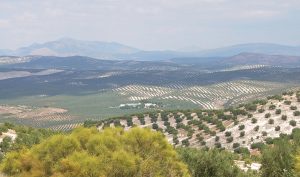 Mas de olivos de Jaén