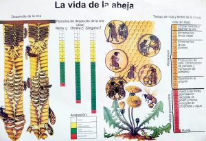 Ciclo de vida de las abejas