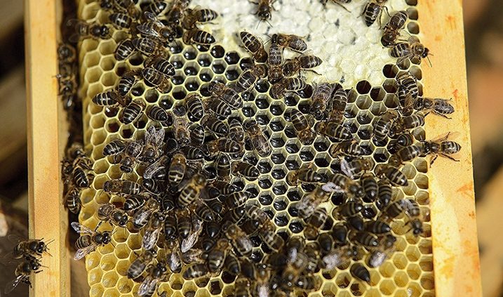 desaparición de las abejas