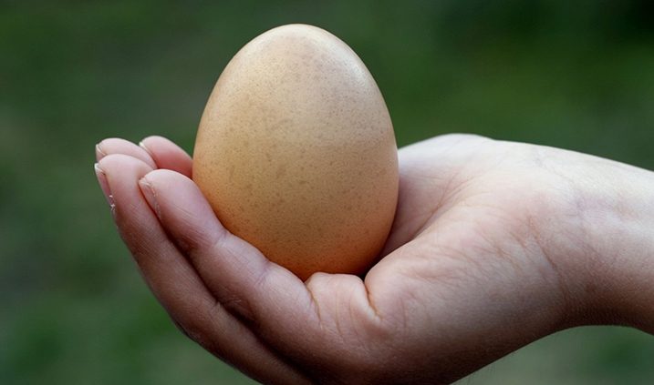 propiedades del huevo
