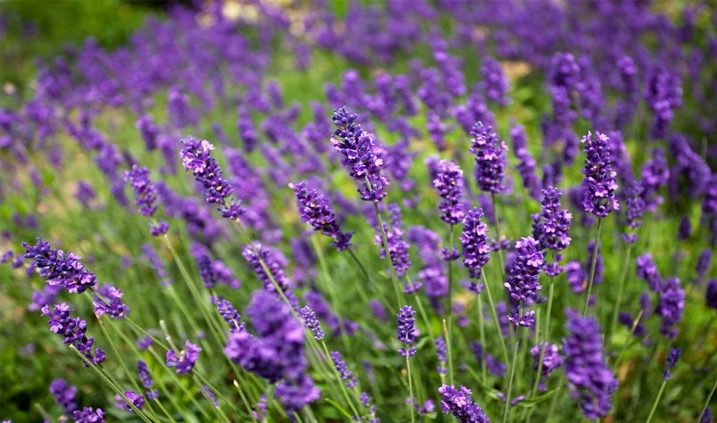 Felden von Lavendel