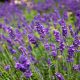 Felden von Lavendel