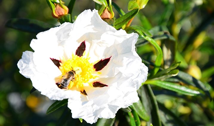 Blumen für Honig und Bienen