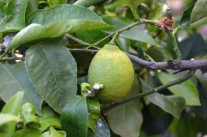 fruto del limón