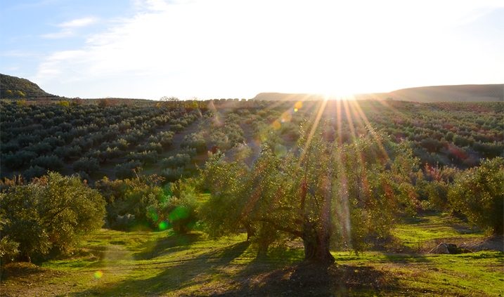 foto de un atardecer en un campo de olivos de Jaén