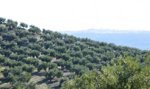 campo de olivos con el fono de Porcuna