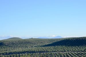 campos de olivos de Jaén
