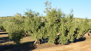 olivo cargado de aceitunas