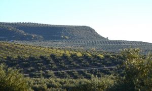 campo de olivos en Porcuna
