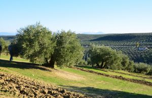 campo de olivos en primavera