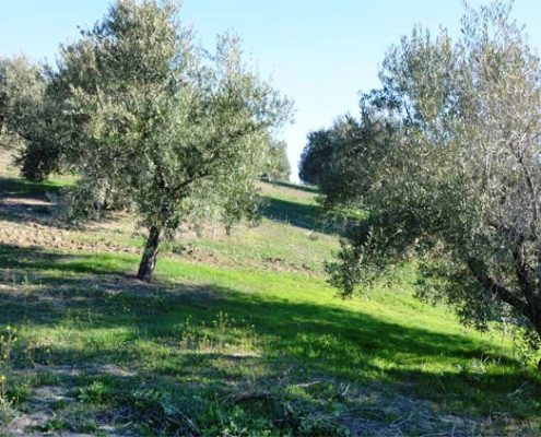 cuidados del olivo de Porcuna en Jaén