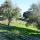 cuidados del olivo de Porcuna en Jaén