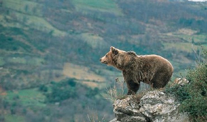 el oso Pardo