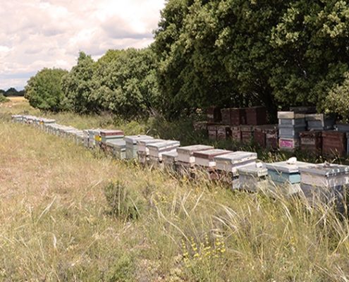 Panales de abejas del apicultor Apícola Moreno