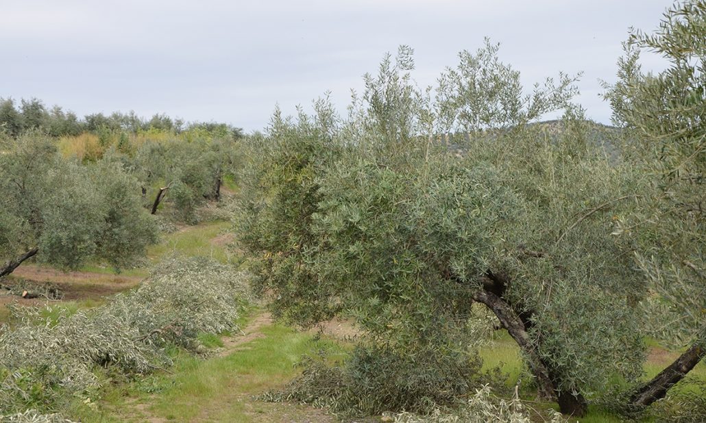 Podar un olivo con forma