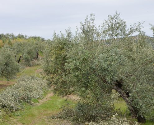 poda del olivo en campos de Jaén