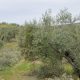 poda del olivo en campos de Jaén