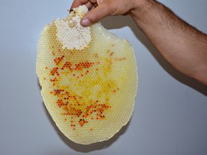 celdillas llenas de polen de abeja