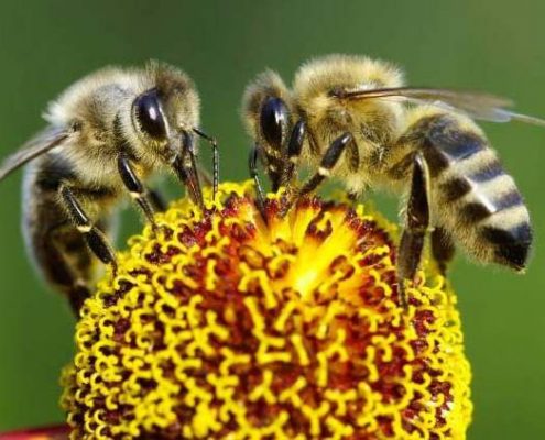 Abjeas melíferas, uno de los tipos de abejas más comunes en la apicultura