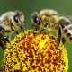 Abjeas melíferas, uno de los tipos de abejas más comunes en la apicultura