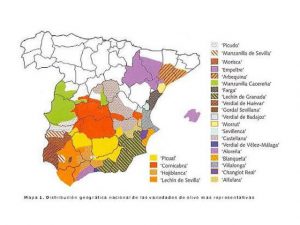 Variedades de aceituna en España