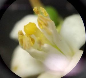 flor de azahar vista con una lupa