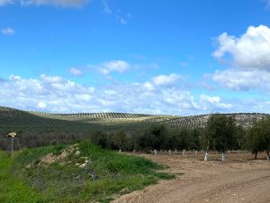 Olivos en Jaén en invierno