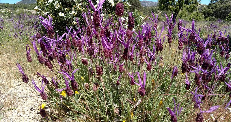 33 Datos Sorprendentes De Las Abejas Cortijuelo San Benito